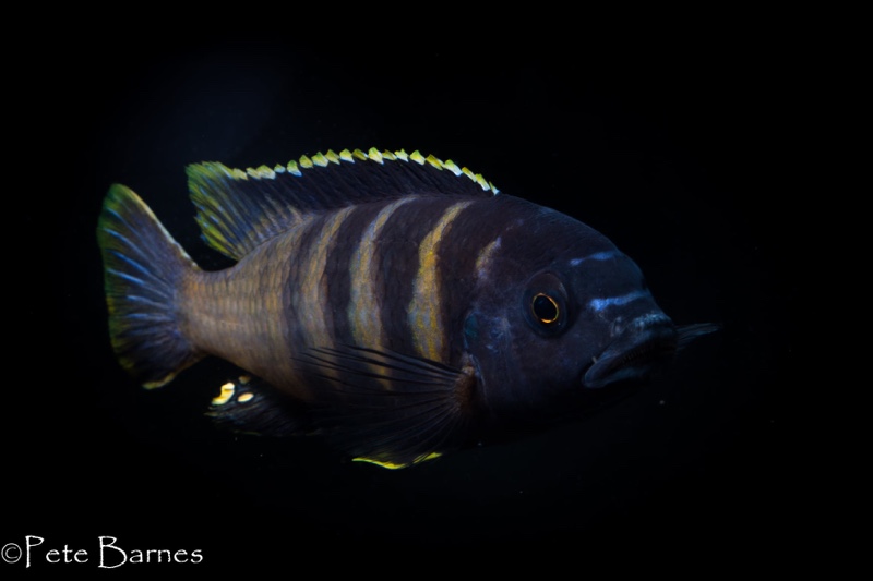 Gephyrochromis sp. 'sand' Londo